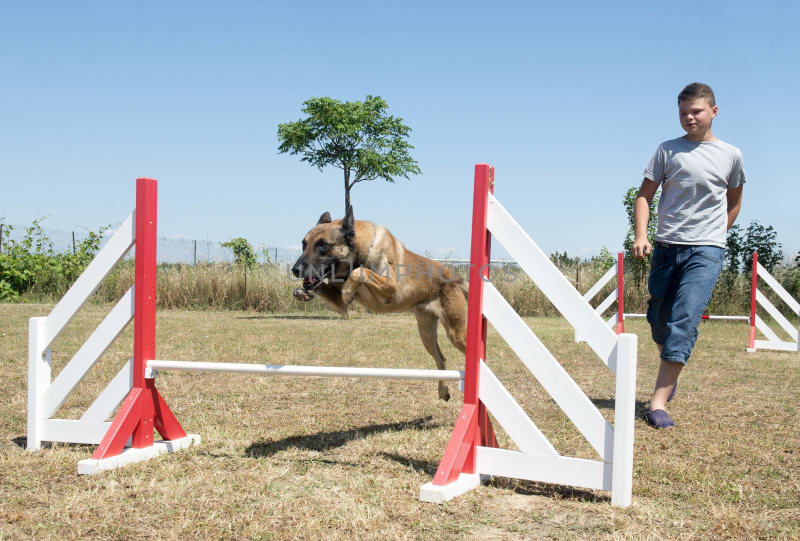 teenager and dog in agility by cynoclub