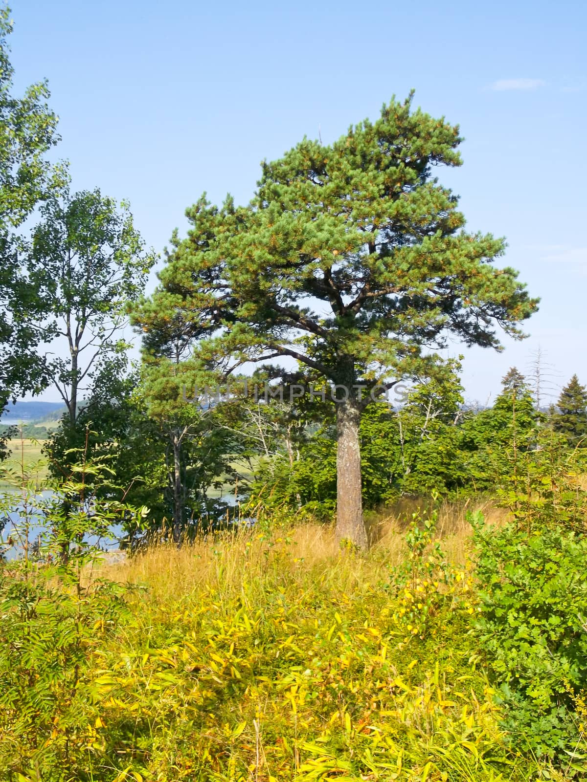 beautiful spreading tree on blue sky background