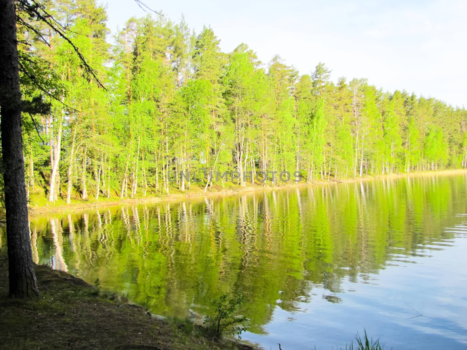 the river flows in the forest among the trees