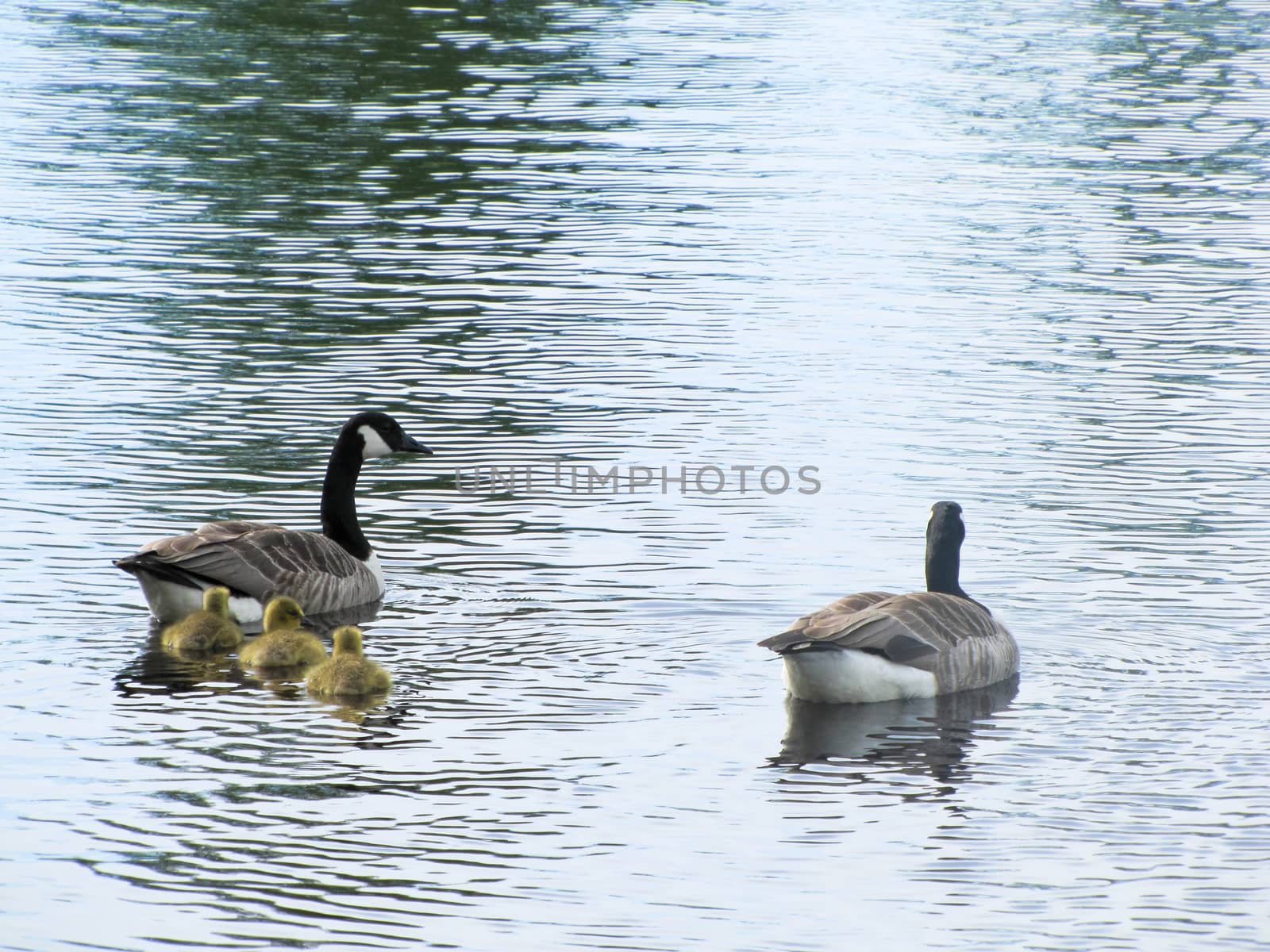 geese with goslings floating on the water