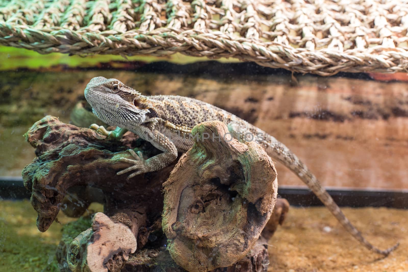 Young bearded dragon by johnborda