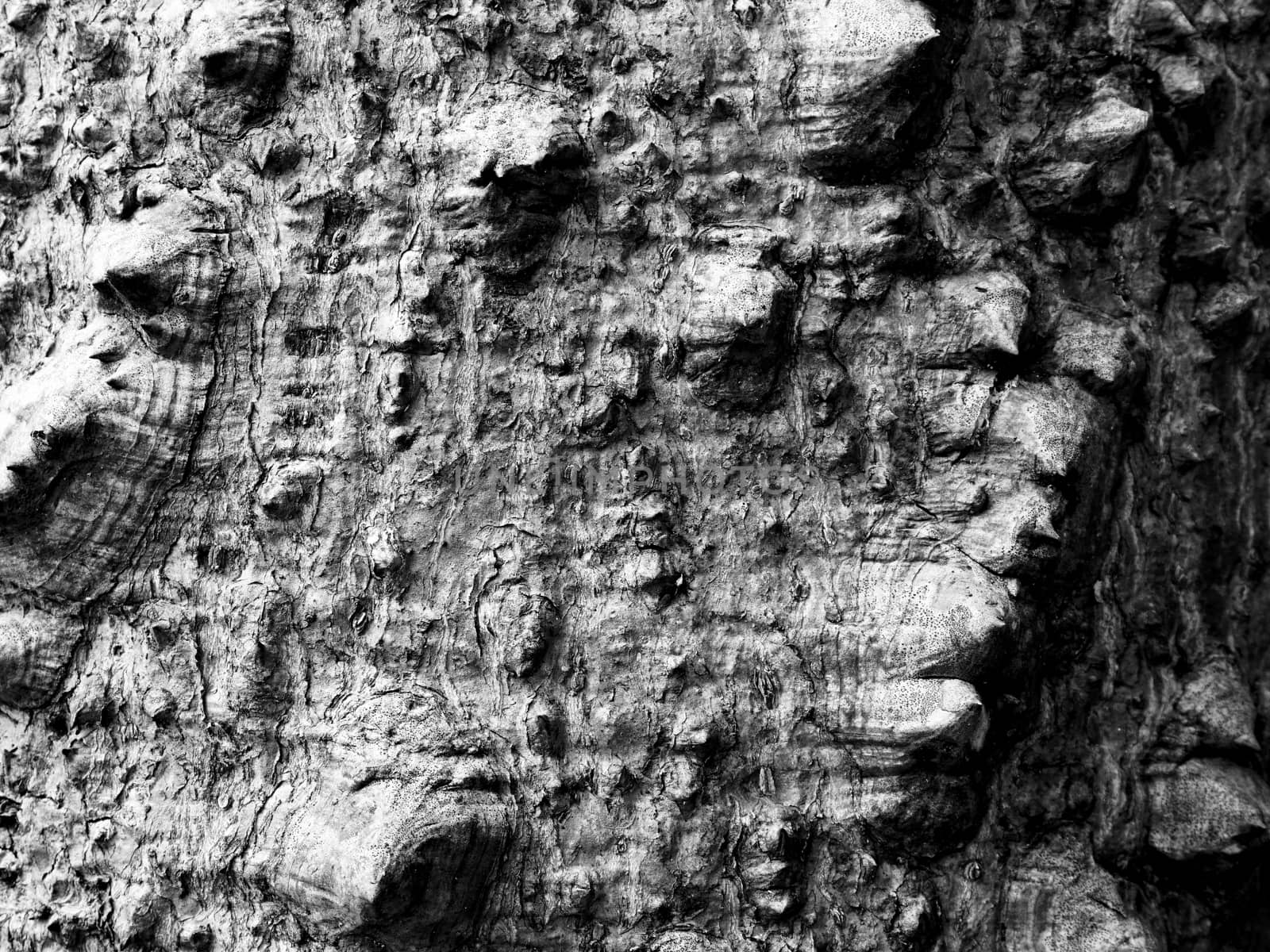 black and white bark of tree monochrome