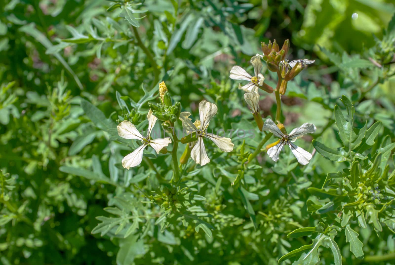 arugula (eruca sativa) in garden in a sunny day