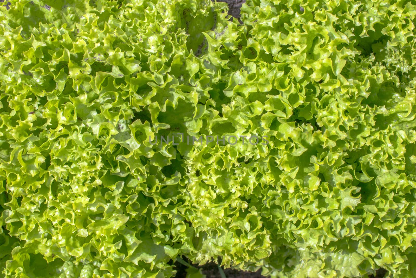 fresh green salad in garden in a sunny day