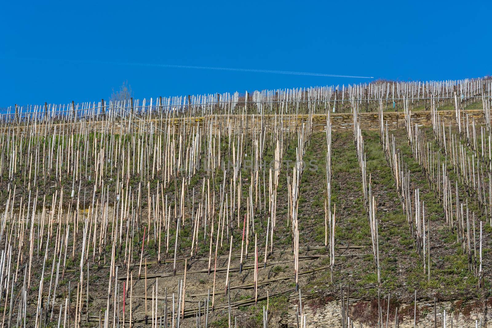 Vineyards on the Moselle against a blue sky.