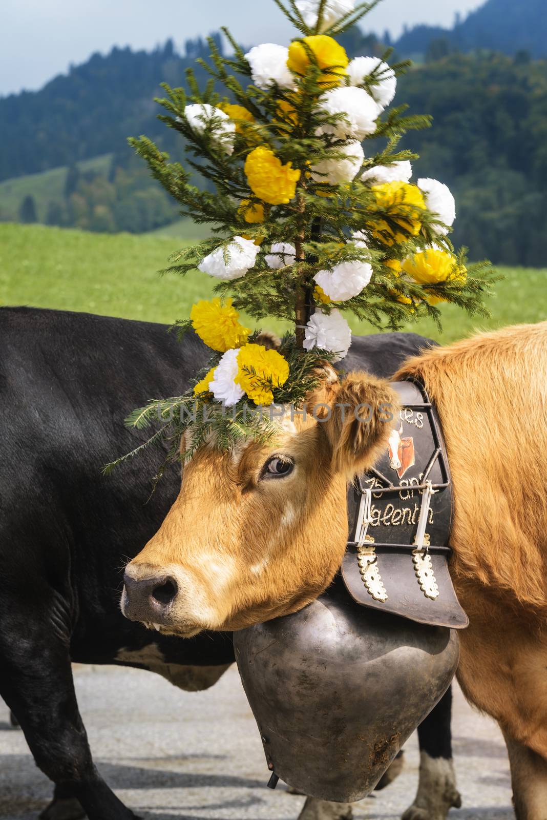 Farmers with a herd of cows on the annual transhumance at Charmey near Gruyeres, Fribourg zone on the Swiss alps