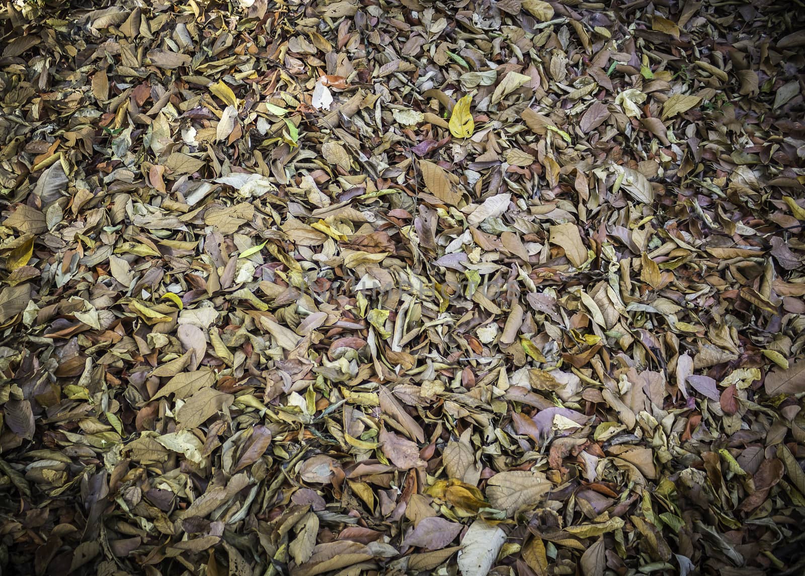 Closeup pattern and texture of dry leaves