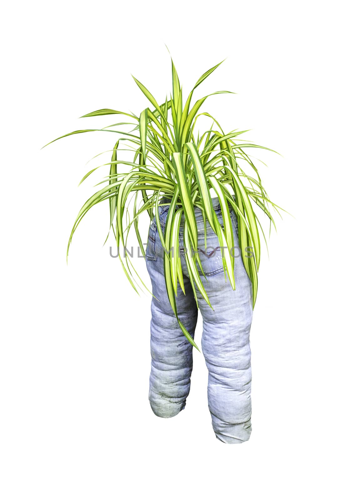 Green plant with old blue jeans isolated on white background