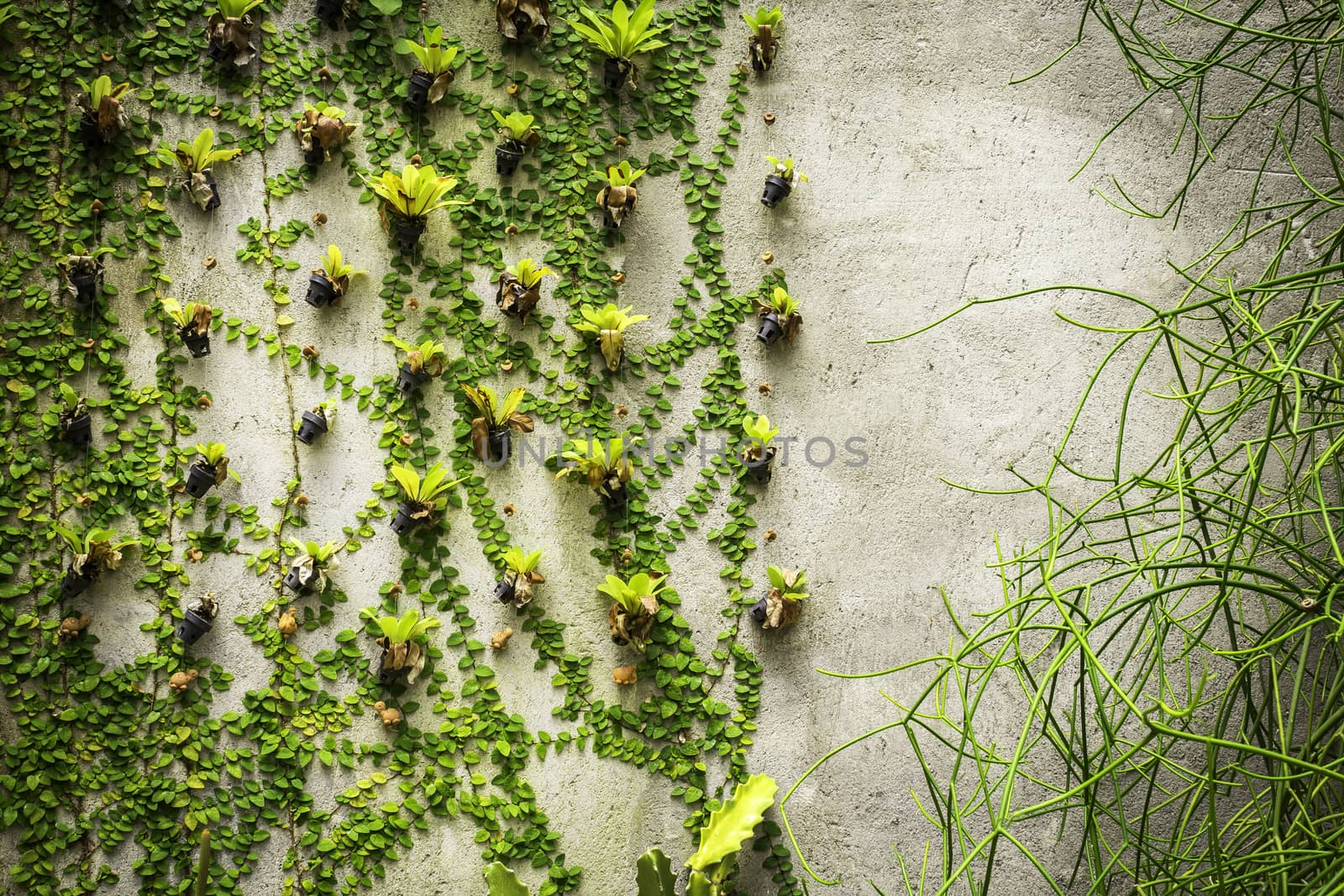 Closeup green plants on concrete wall background