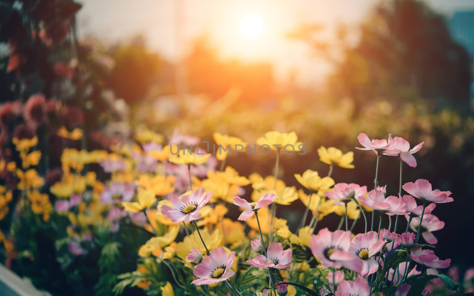 Flower in front of a forest with the sun's light in the evening.