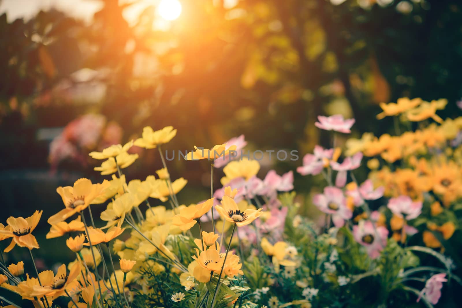 Flower in front of a forest with the sun's light in the evening.