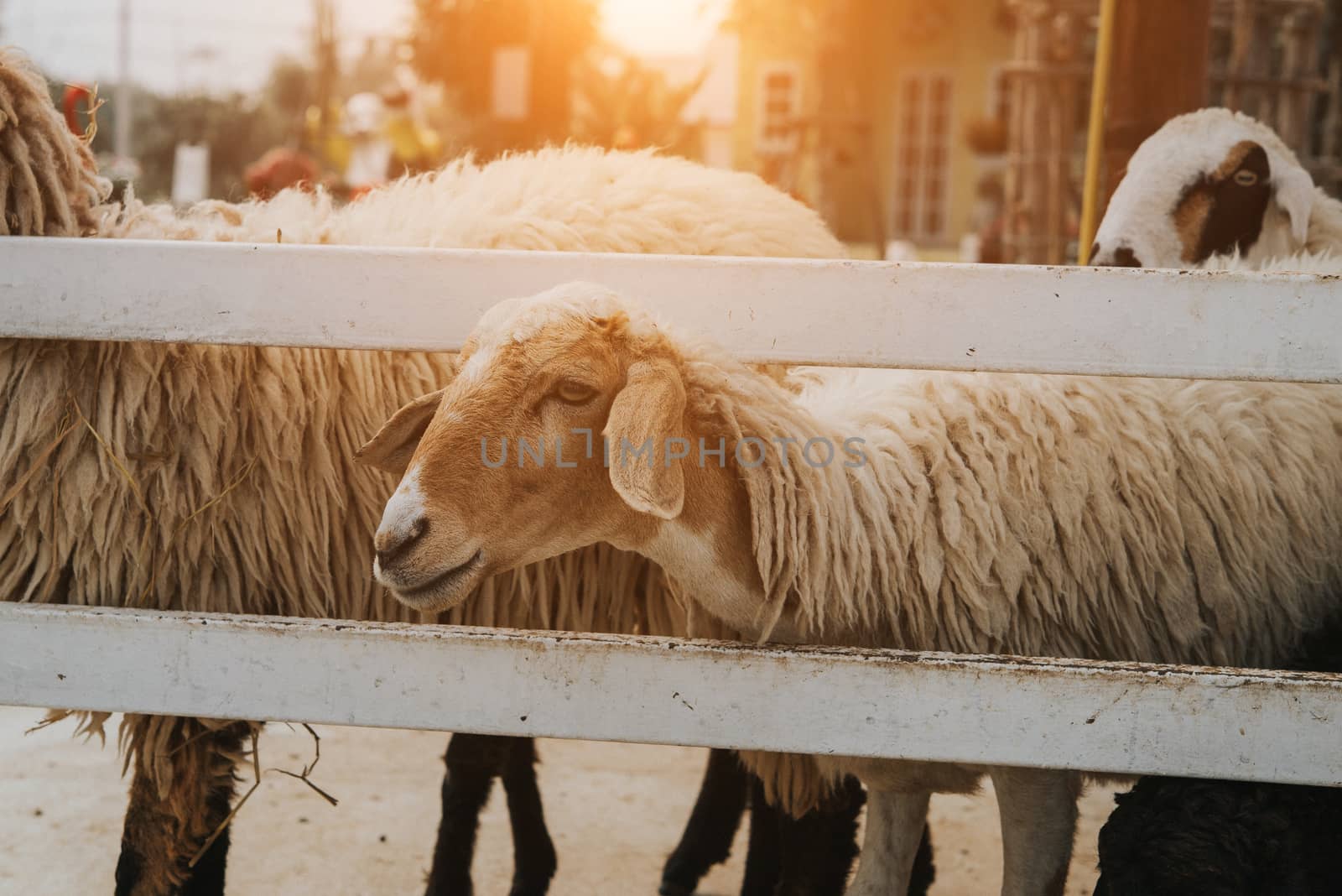 Group of sheep in farm by toodlingstudio