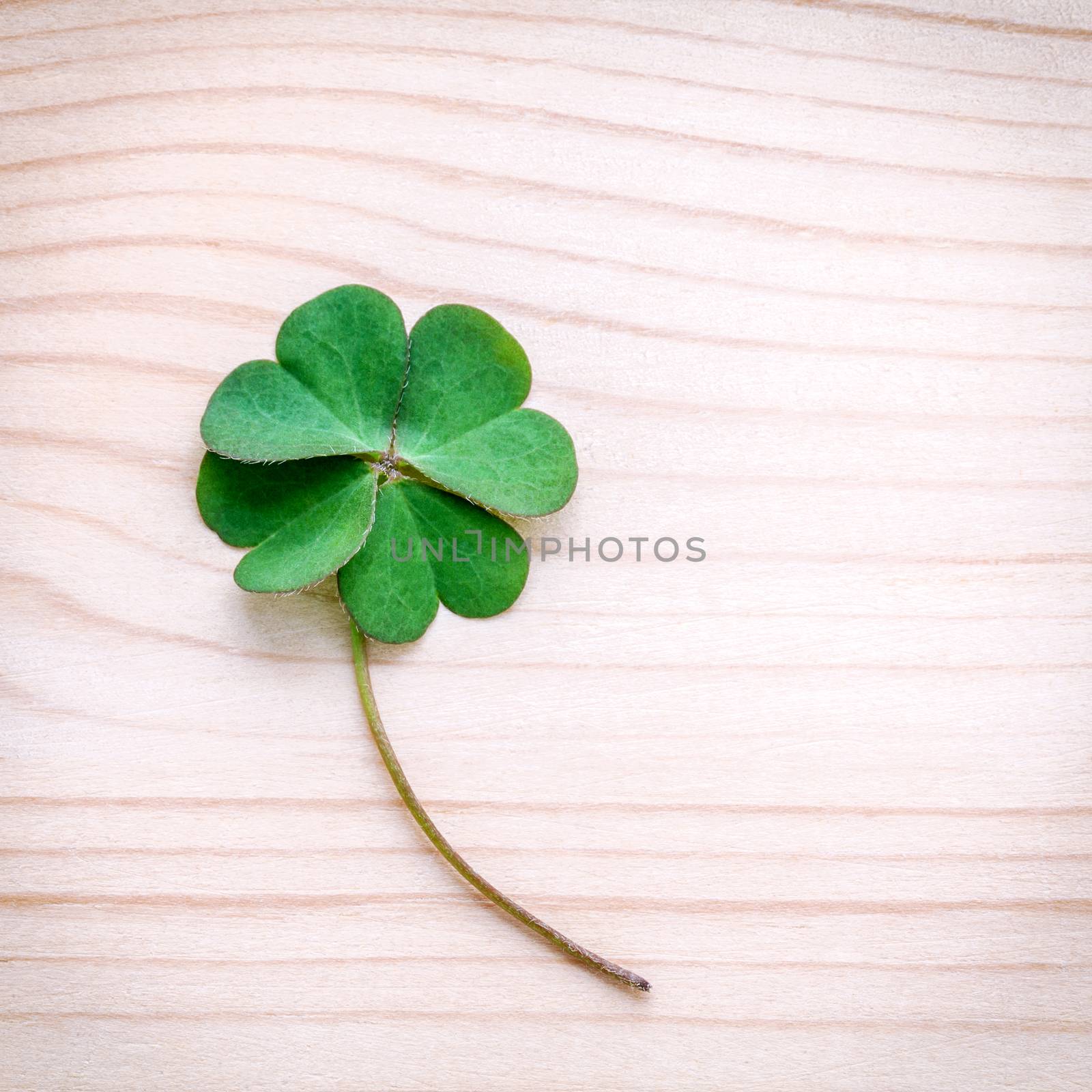 Clovers leaves on Stone .The symbolic of Four Leaf Clover the fi by kerdkanno