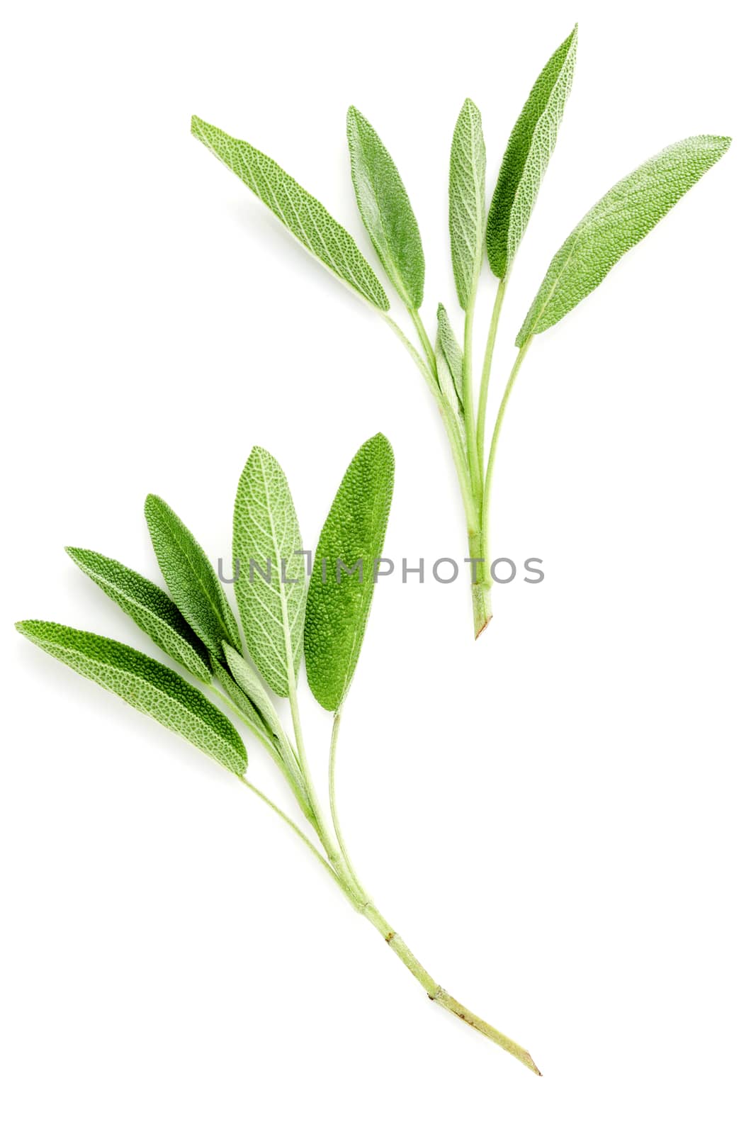 Close Up branch fresh sage leaves isolated on white background . by kerdkanno