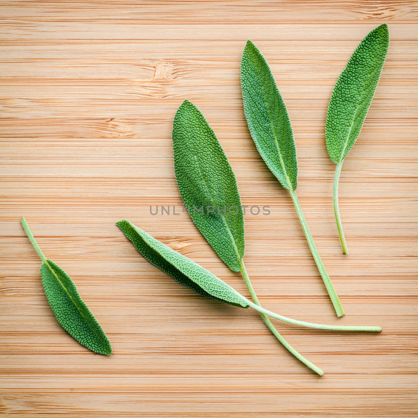 Closeup fresh sage leaves  on wooden background. Alternative medicine fresh salvia officinalis. Fresh salvia officinalis leaves on Bamboo cutting board.