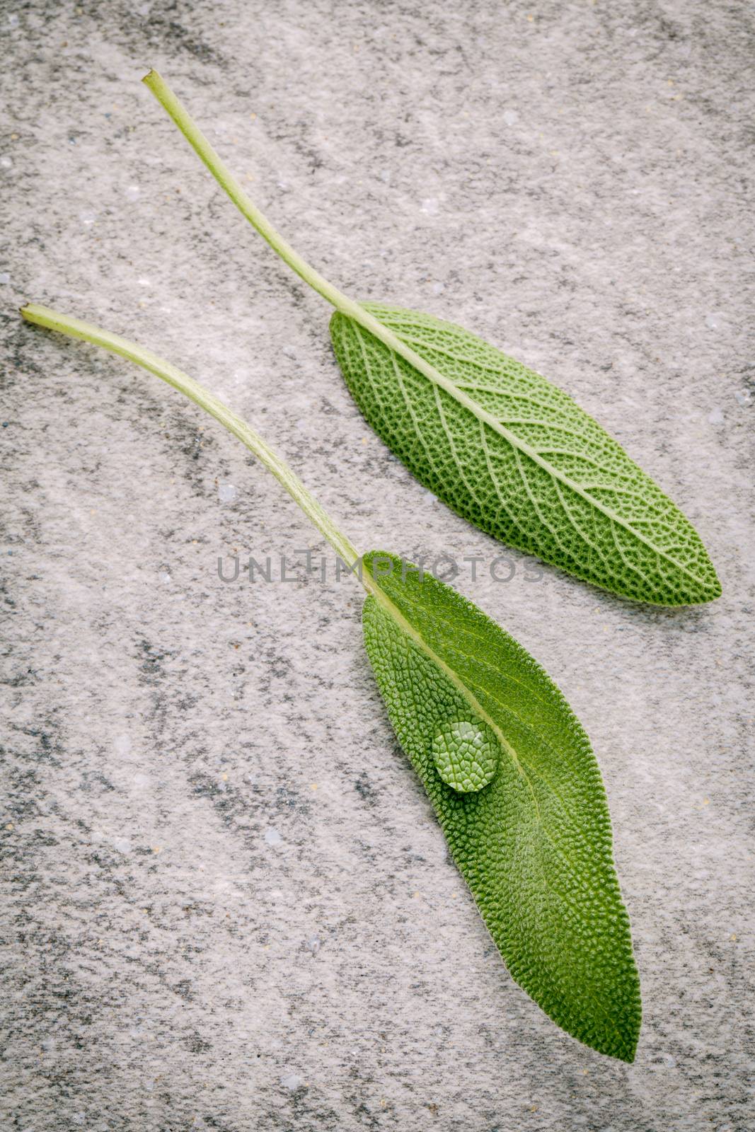 Closeup fresh sage leaves  on stone background. Alternative medicine fresh salvia officinalis. Fresh salvia officinalis leaves on stone background.