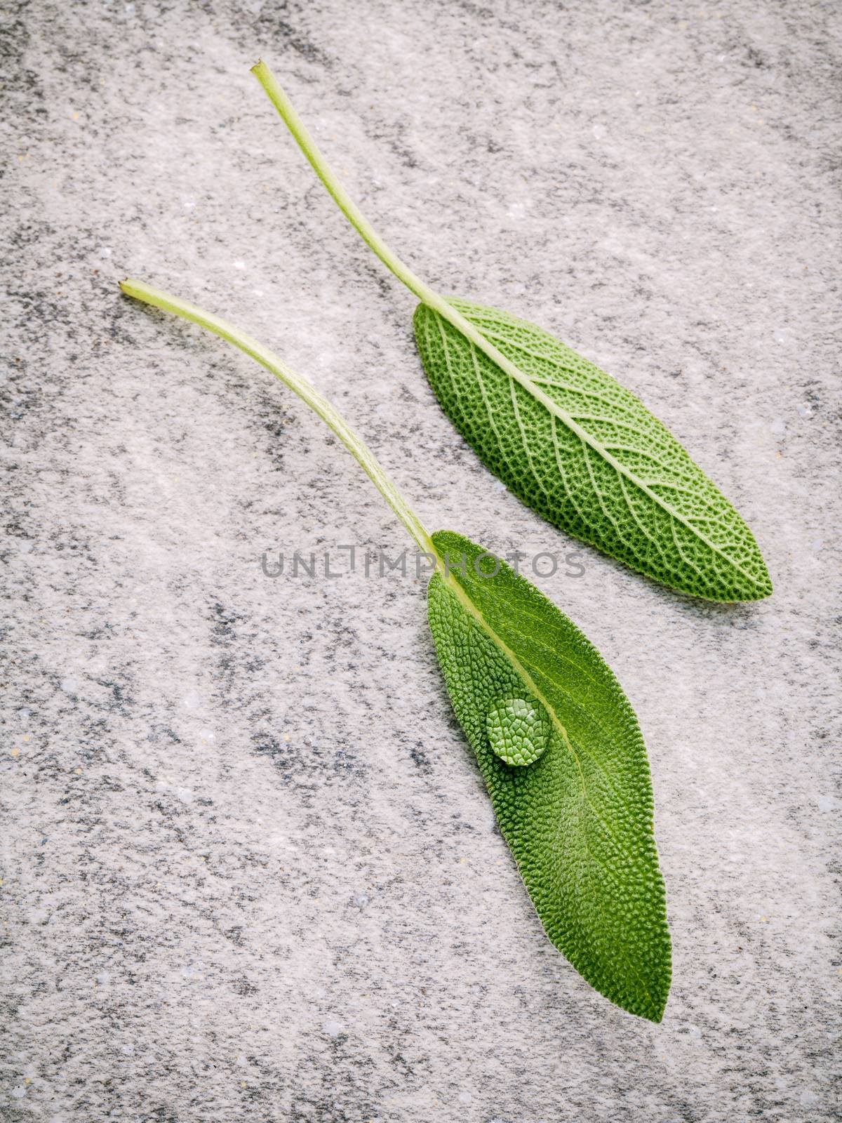 Closeup fresh sage leaves  on stone background. Alternative medi by kerdkanno