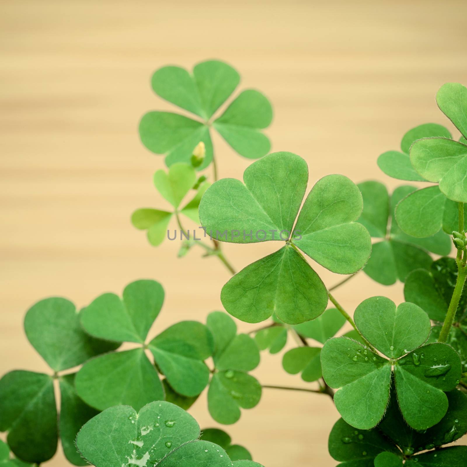 Close up Clovers leaves for background .The symbolic of Clover the first is for faith, the second is for hope, the third is for love Clover and shamrocks is symbolic dreams .