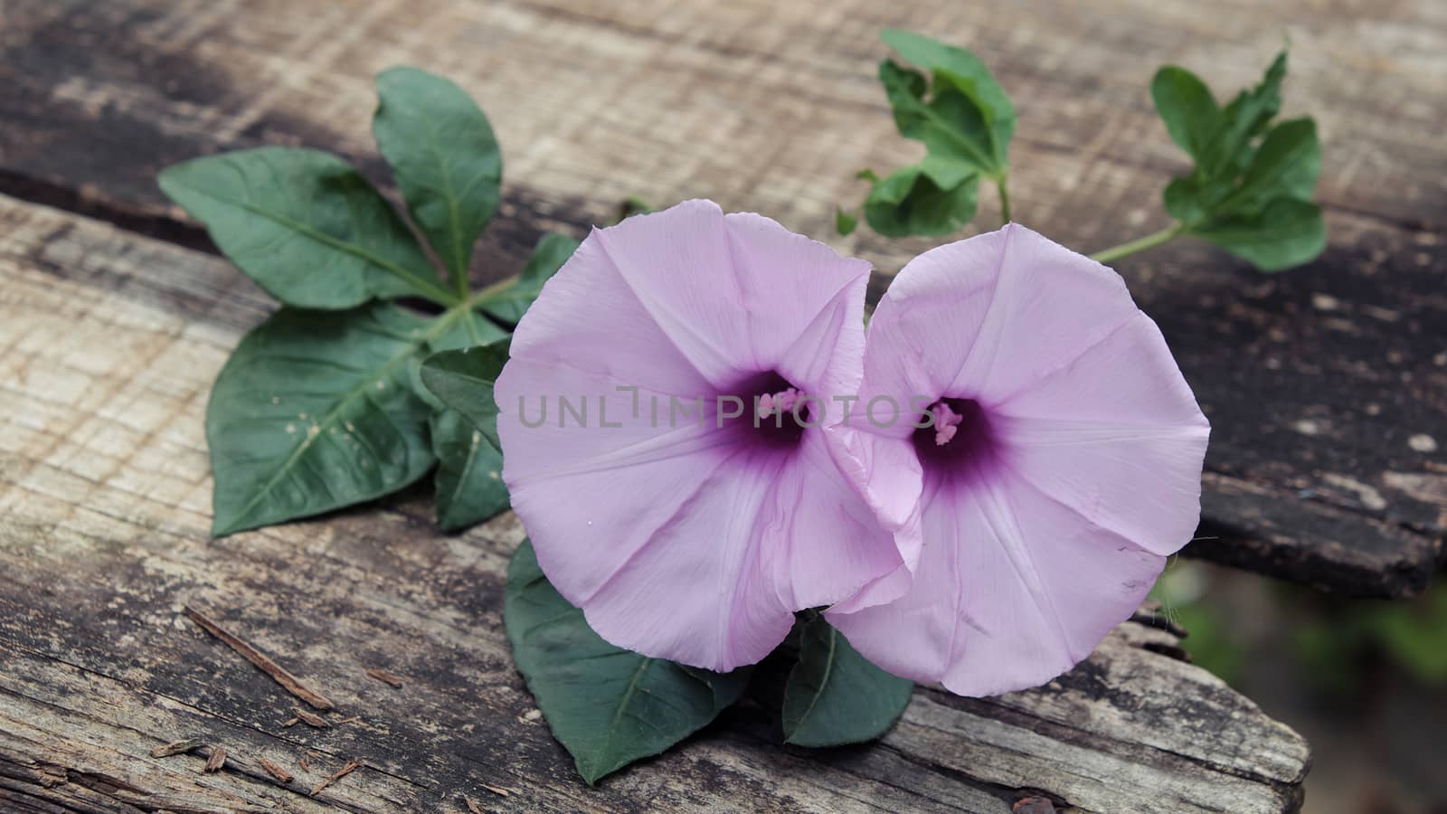 Abstract background with morning glory flower on old wooden background can make for thank you message on valentine day, mother day or father day