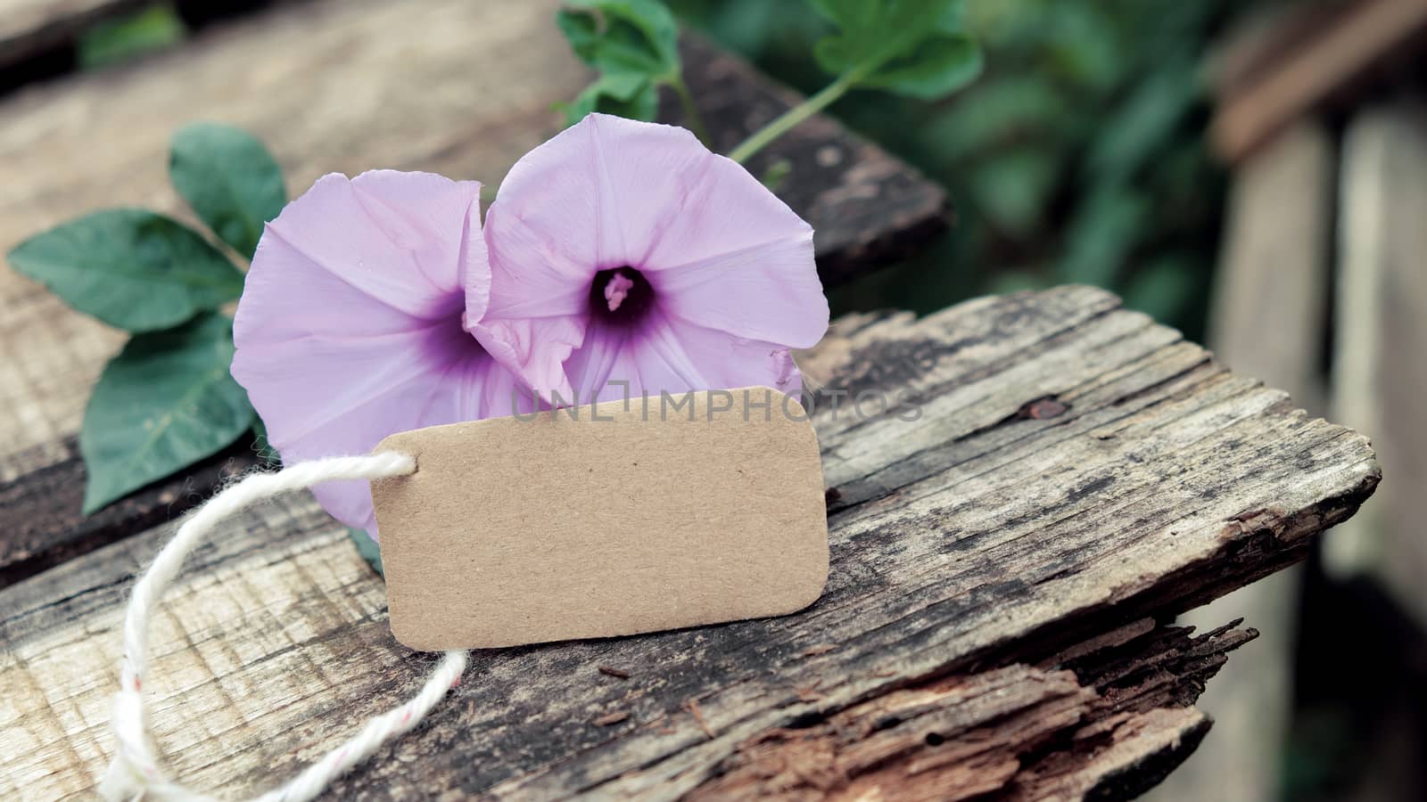 Abstract background with morning glory flower on old wooden background can make for thank you message on valentine day, mother day or father day