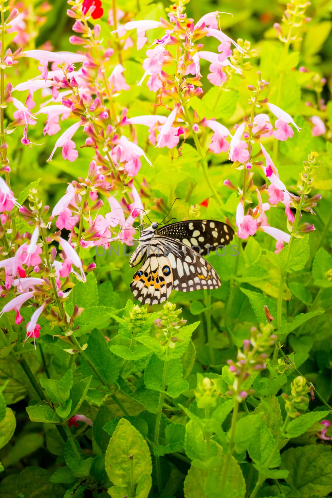 Beautiful Butterfly on Colorful Flower, nature background