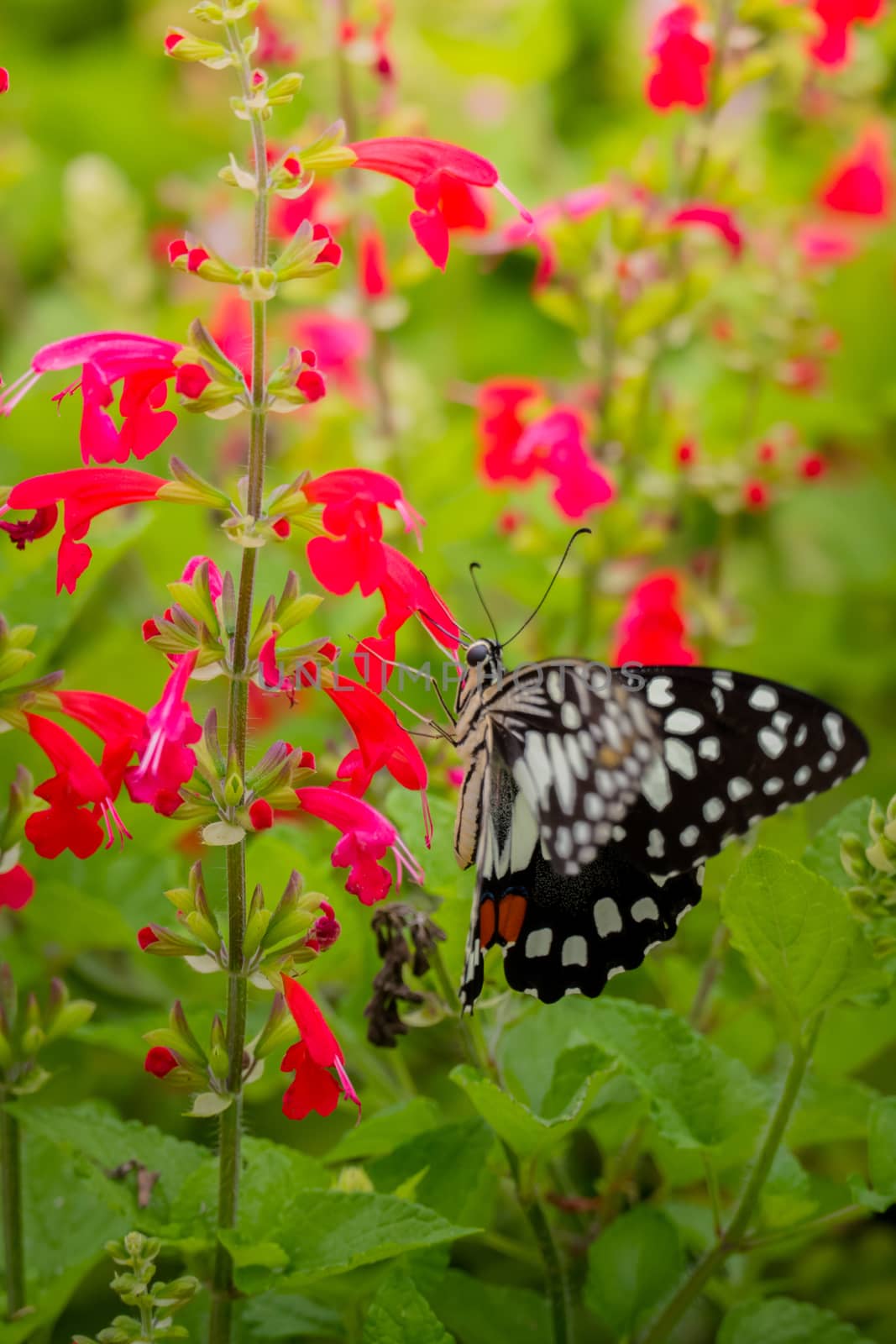 Beautiful Butterfly on Colorful Flower by teerawit