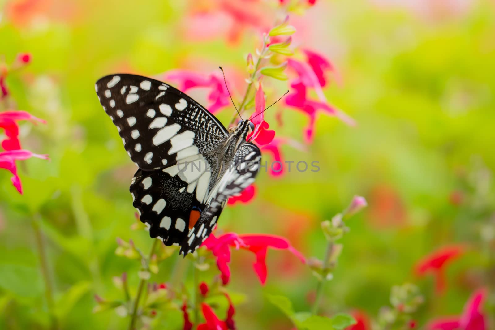 Beautiful Butterfly on Colorful Flower by teerawit