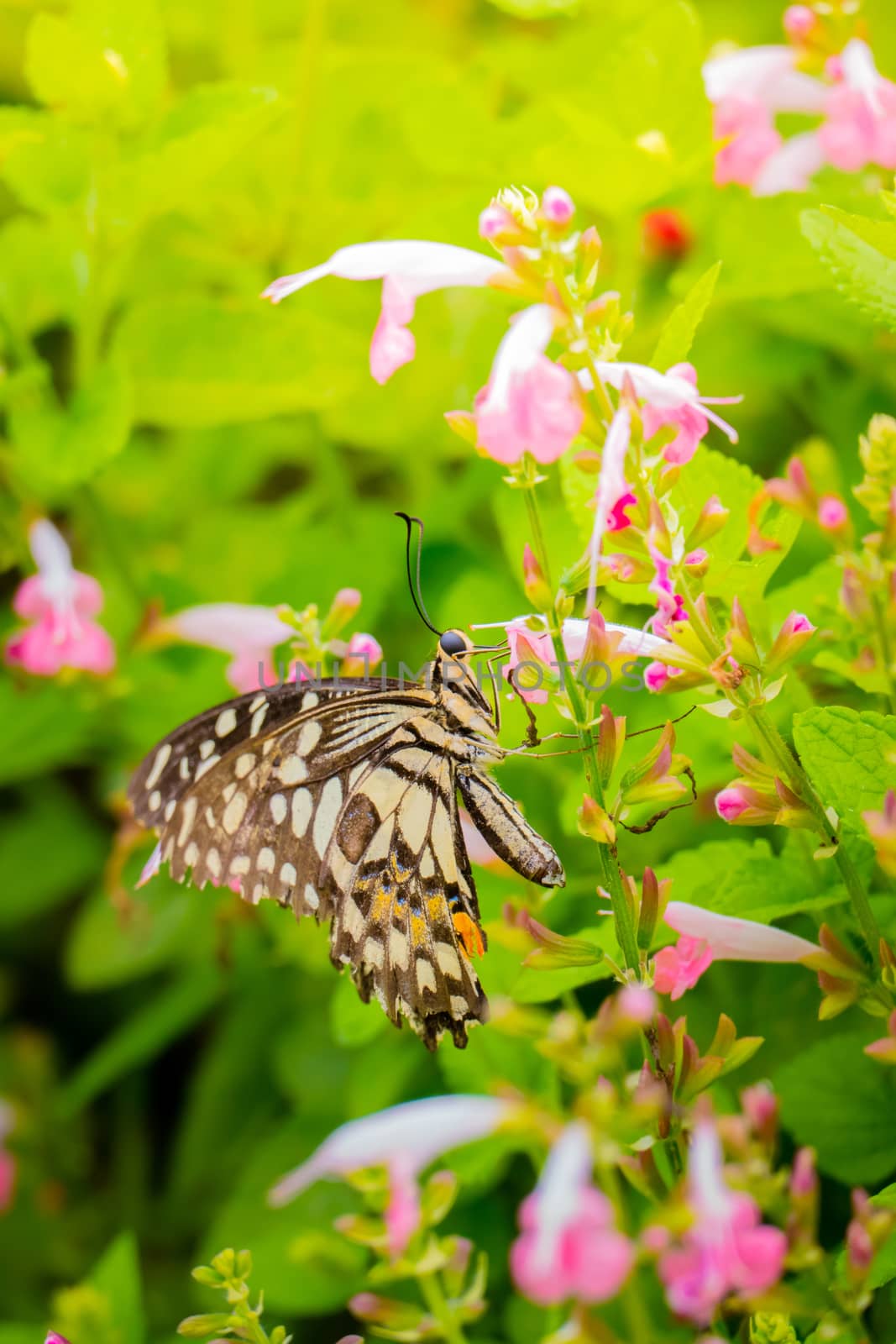 Beautiful Butterfly on Colorful Flower by teerawit