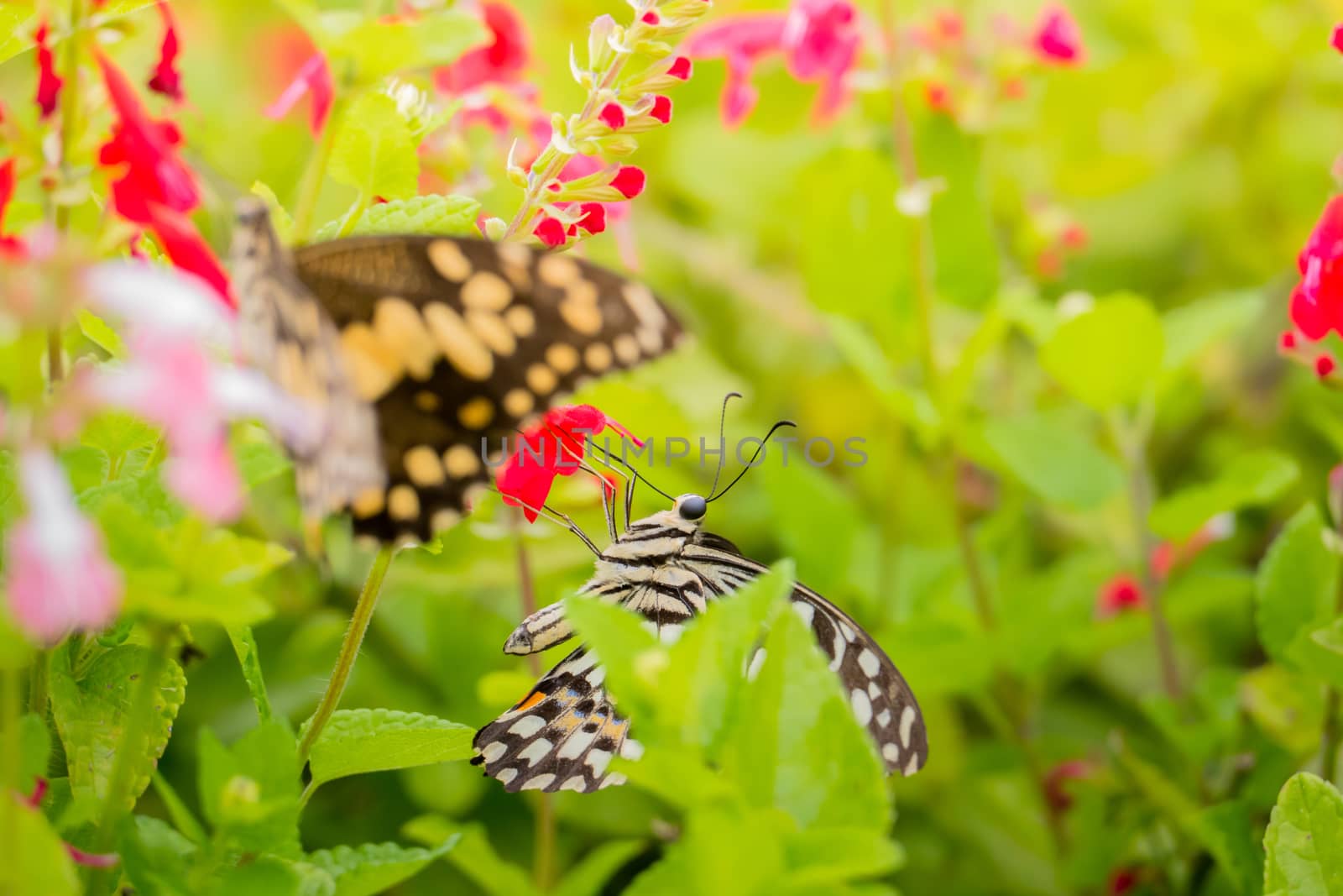 Beautiful Butterfly on Colorful Flower by teerawit