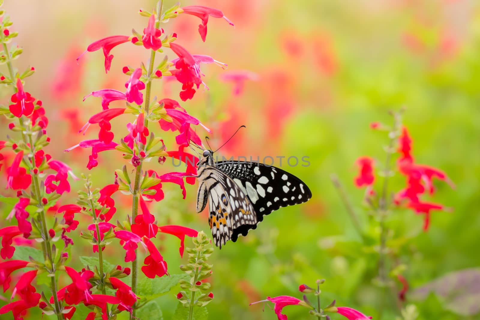 Beautiful Butterfly on Colorful Flower, nature background