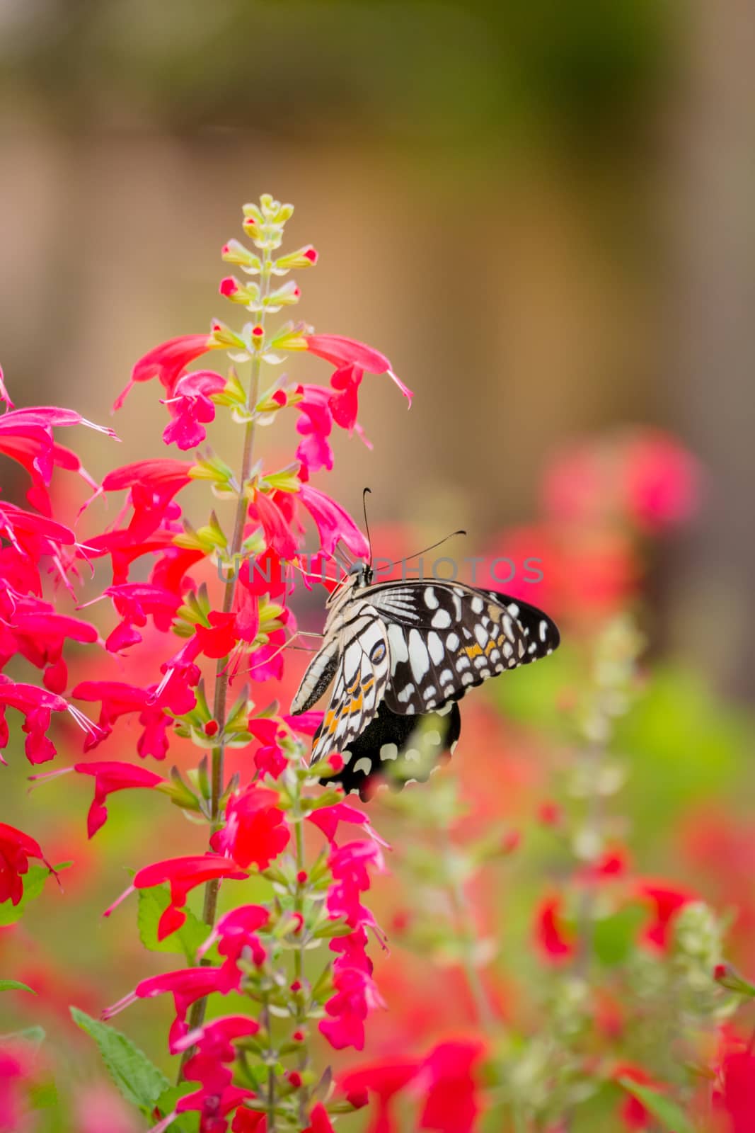 Beautiful Butterfly on Colorful Flower, nature background