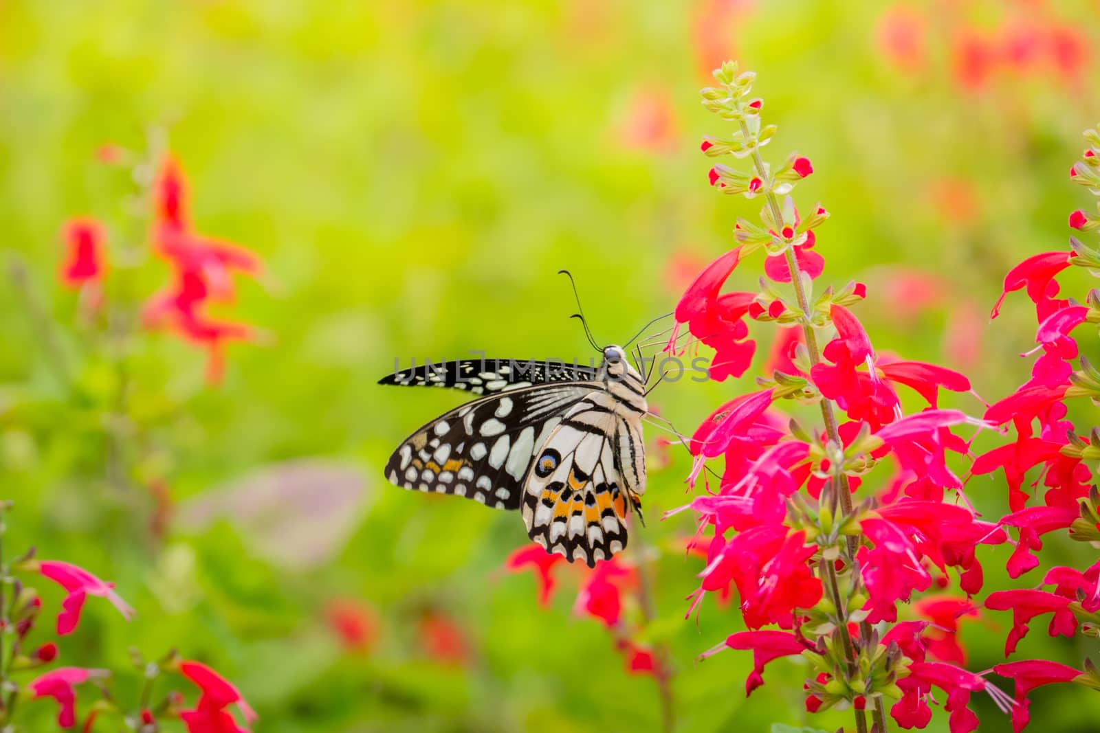 Beautiful Butterfly on Colorful Flower by teerawit