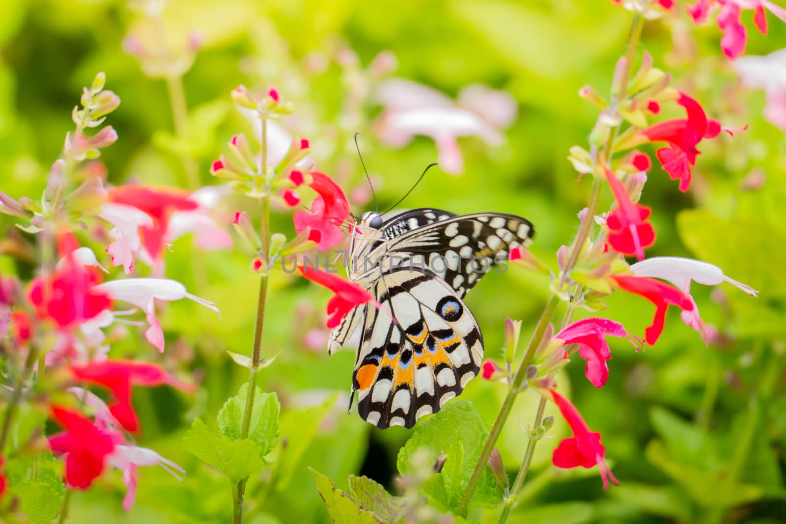 Beautiful Butterfly on Colorful Flower, nature background