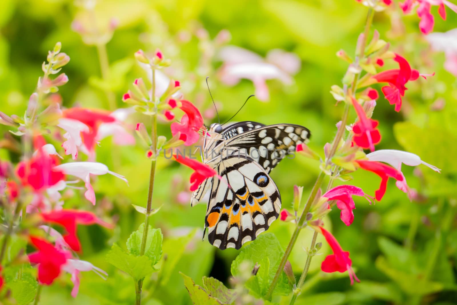 Beautiful Butterfly on Colorful Flower by teerawit