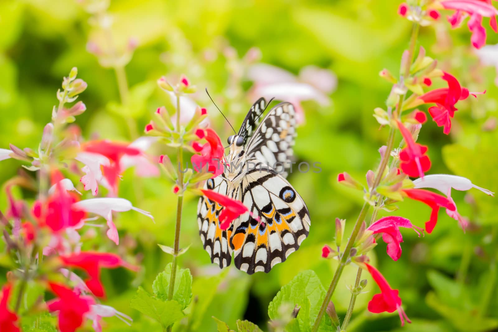 Beautiful Butterfly on Colorful Flower, nature background