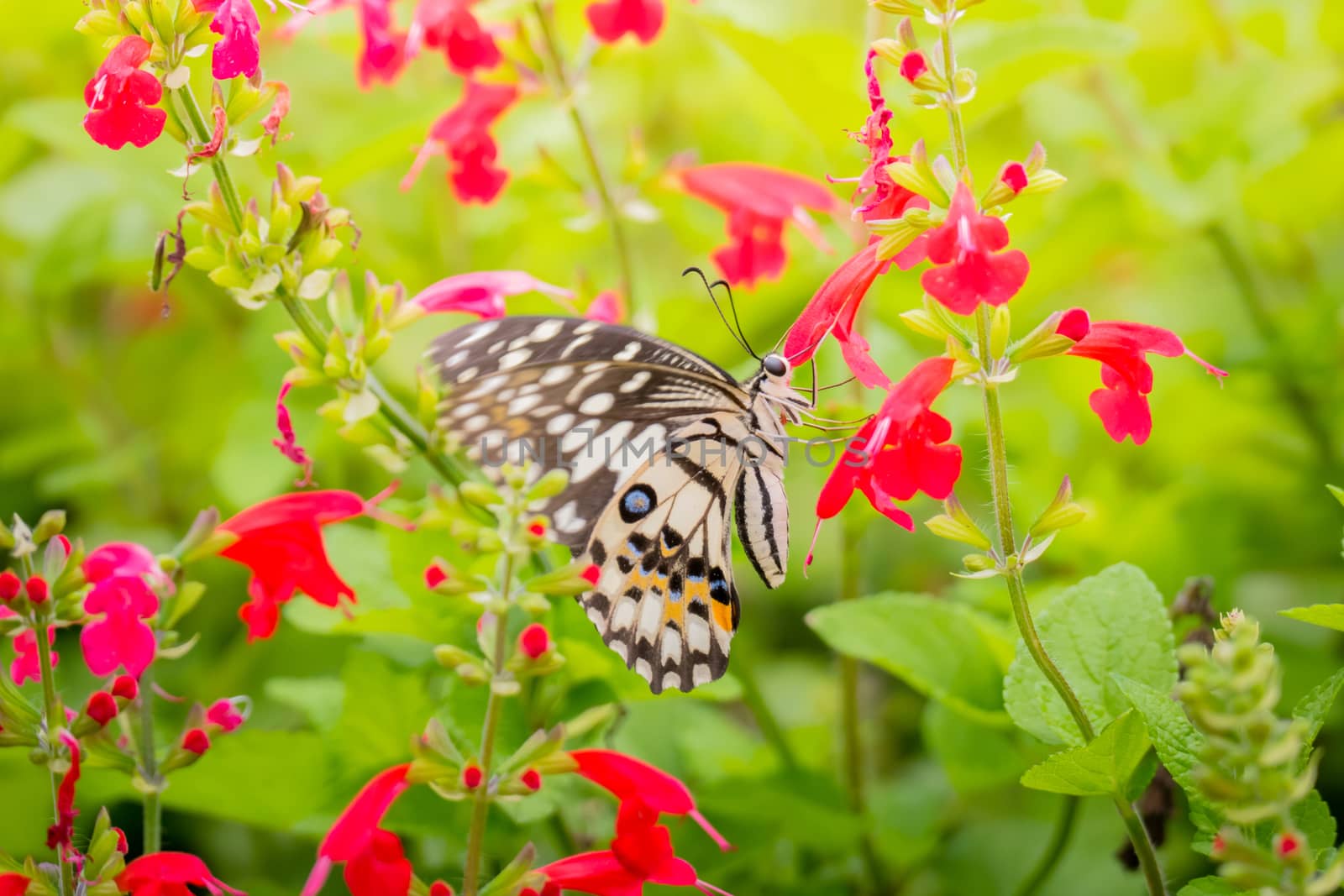 Beautiful Butterfly on Colorful Flower by teerawit