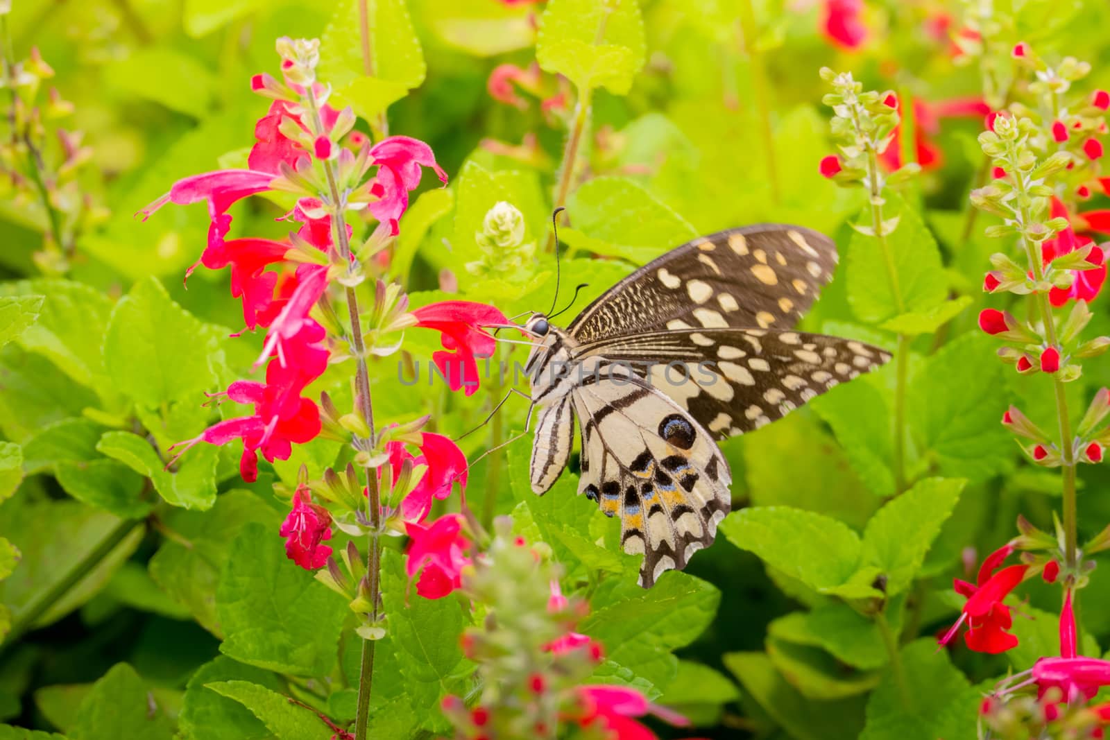 Beautiful Butterfly on Colorful Flower by teerawit