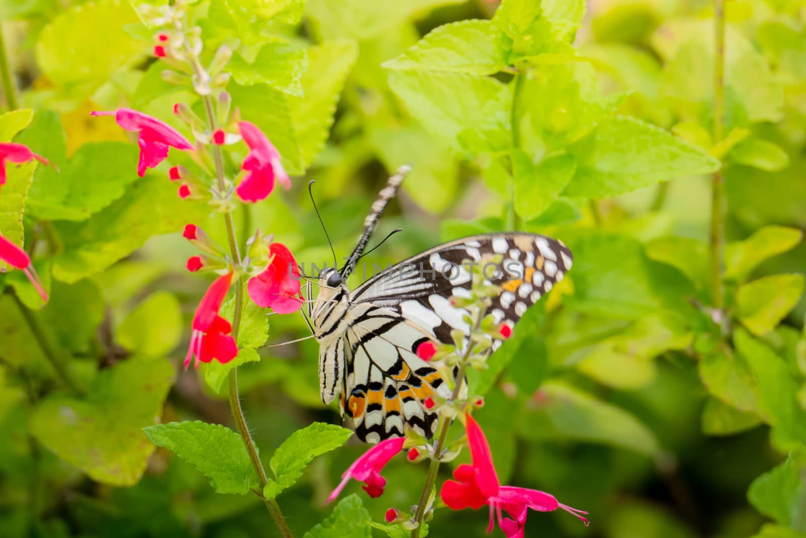 Beautiful Butterfly on Colorful Flower by teerawit