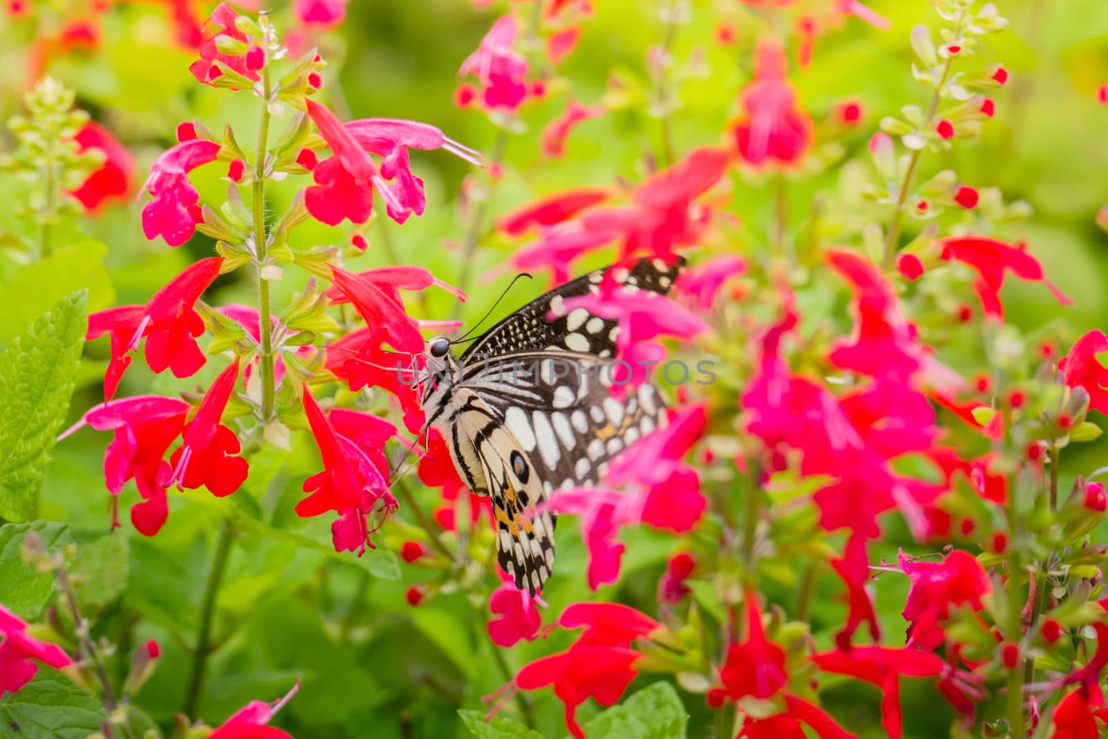 Beautiful Butterfly on Colorful Flower by teerawit