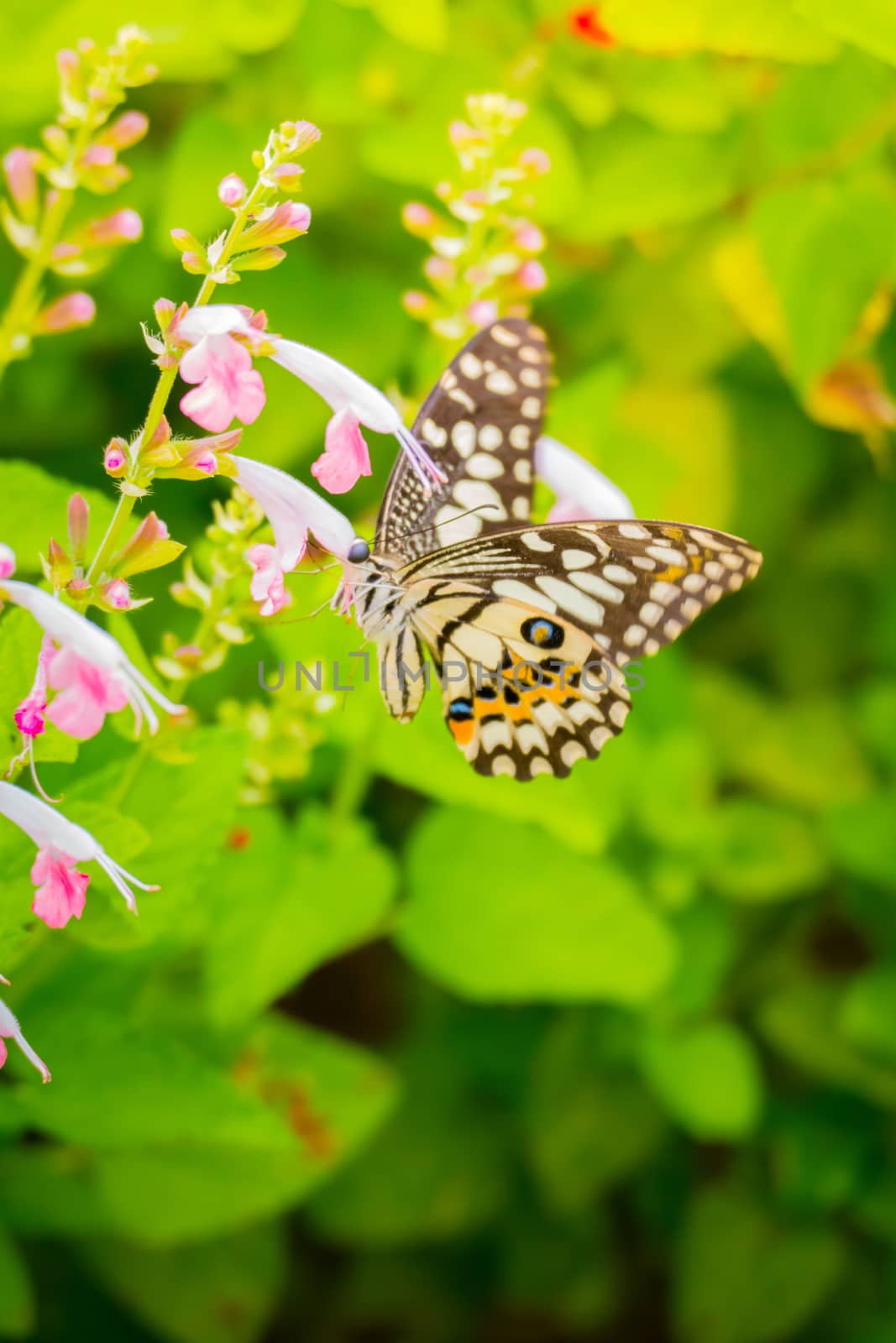 Beautiful Butterfly on Colorful Flower by teerawit