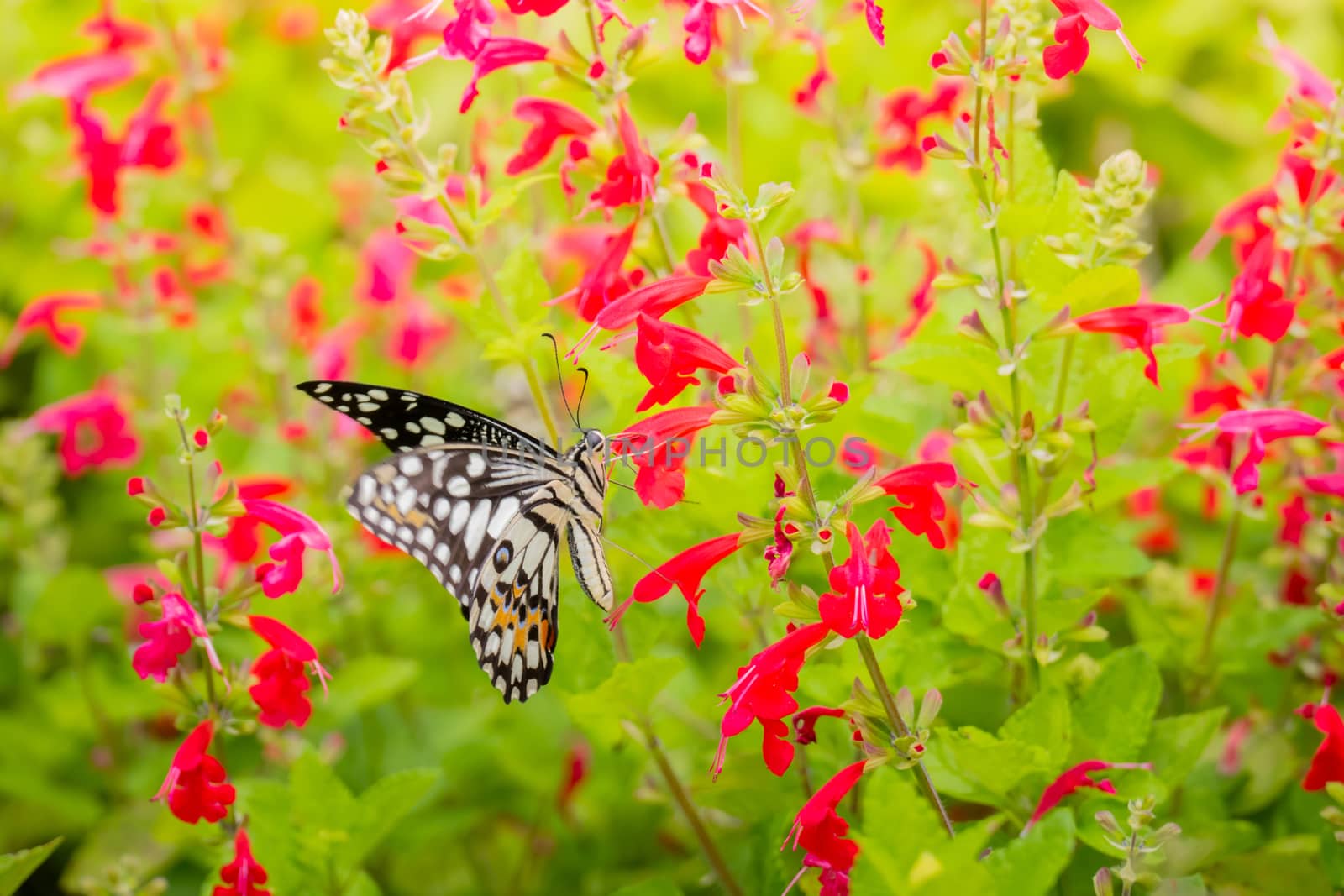 Beautiful Butterfly on Colorful Flower by teerawit