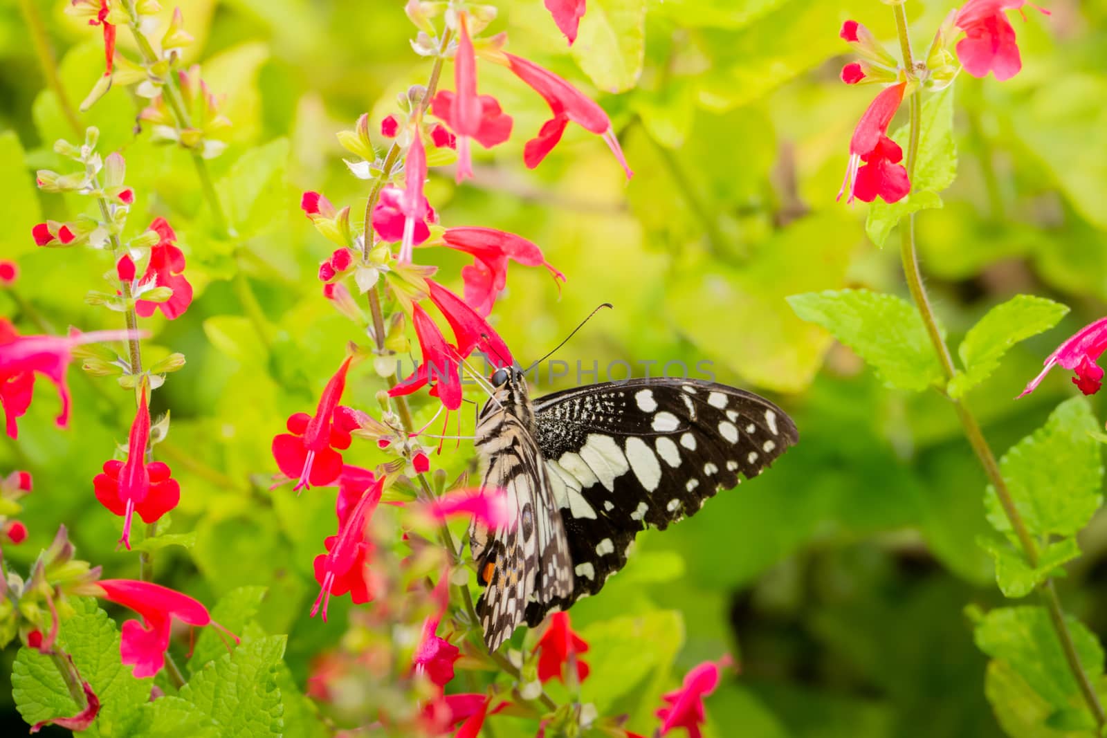 Beautiful Butterfly on Colorful Flower by teerawit