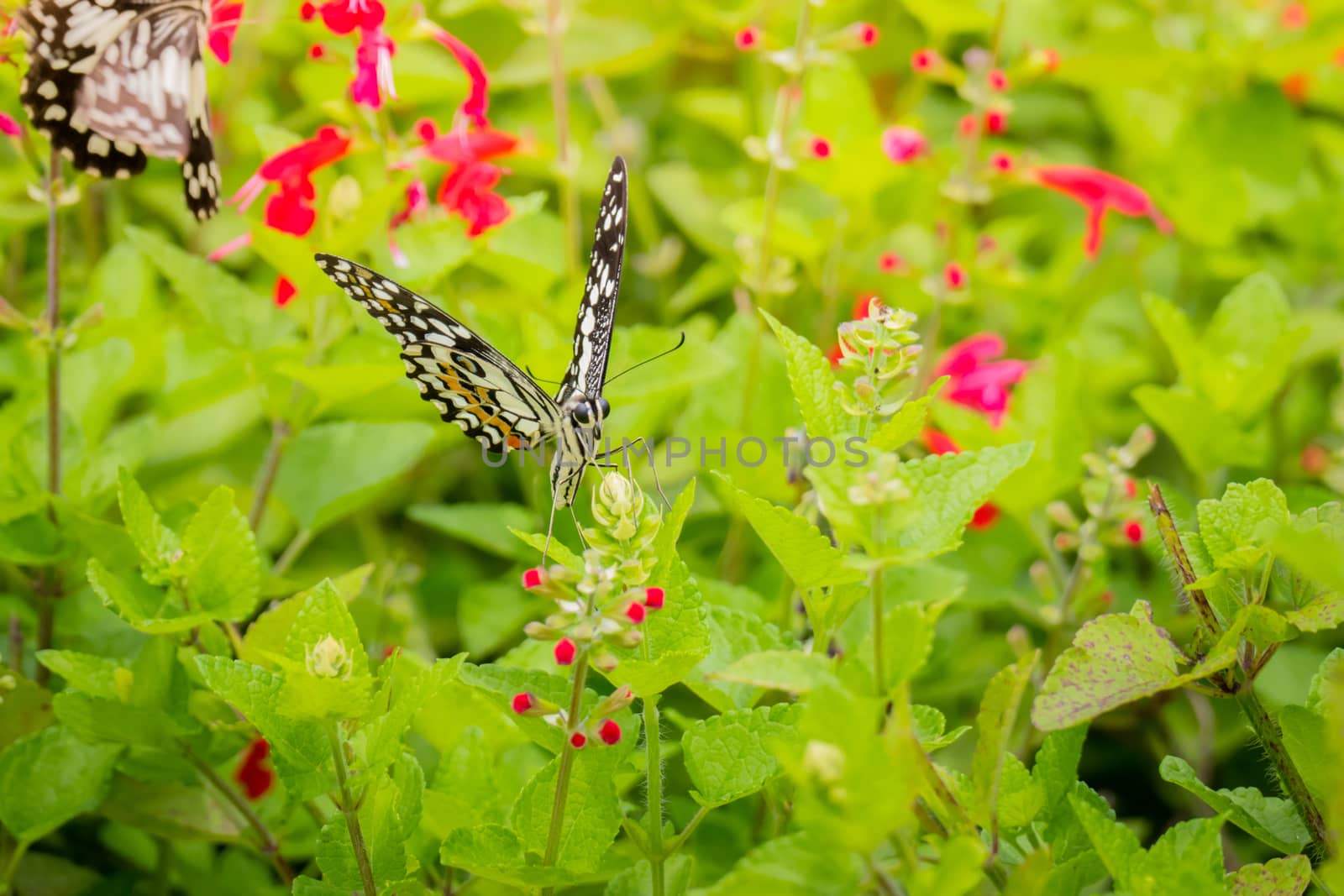 Beautiful Butterfly on Colorful Flower, nature background