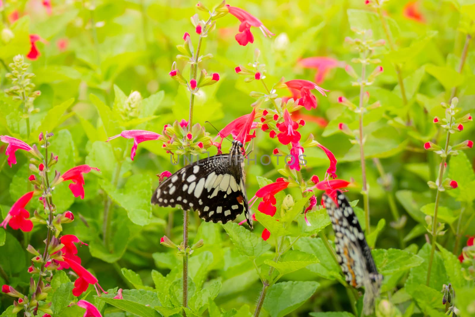 Beautiful Butterfly on Colorful Flower by teerawit