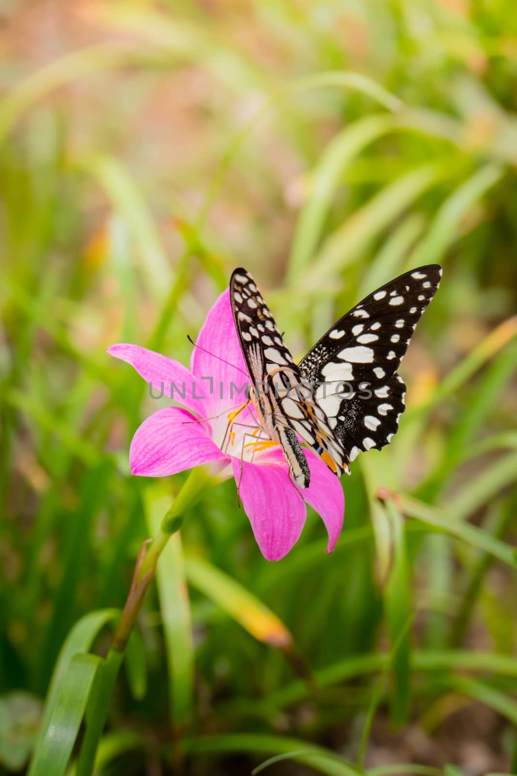 Beautiful Butterfly on Colorful Flower by teerawit