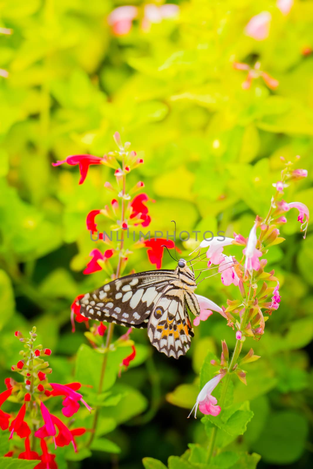 Beautiful Butterfly on Colorful Flower, nature background