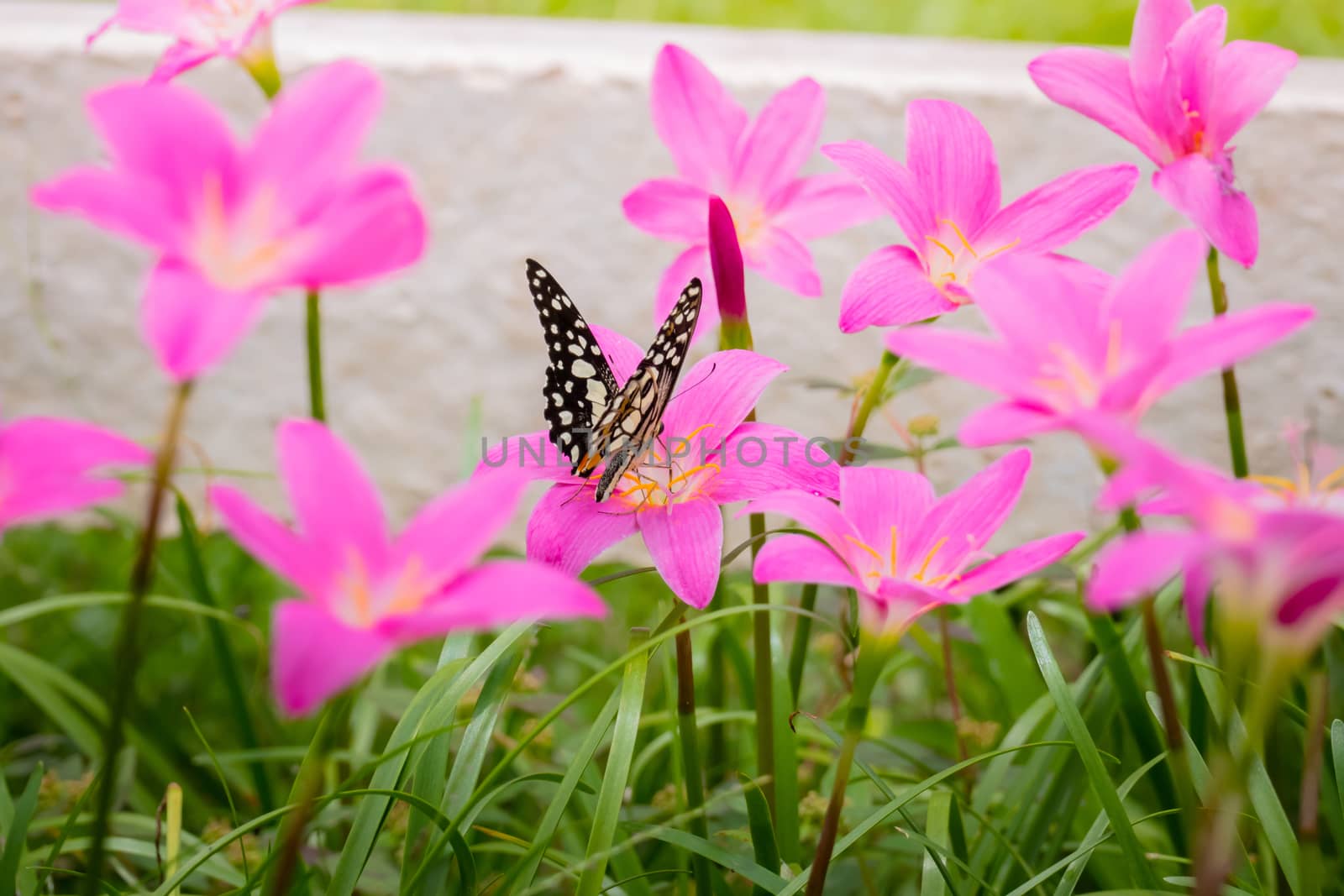 Beautiful Butterfly on Colorful Flower by teerawit