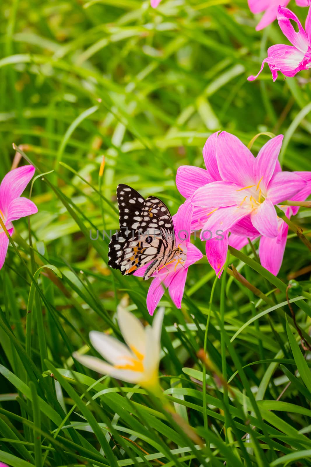 Beautiful Butterfly on Colorful Flower by teerawit