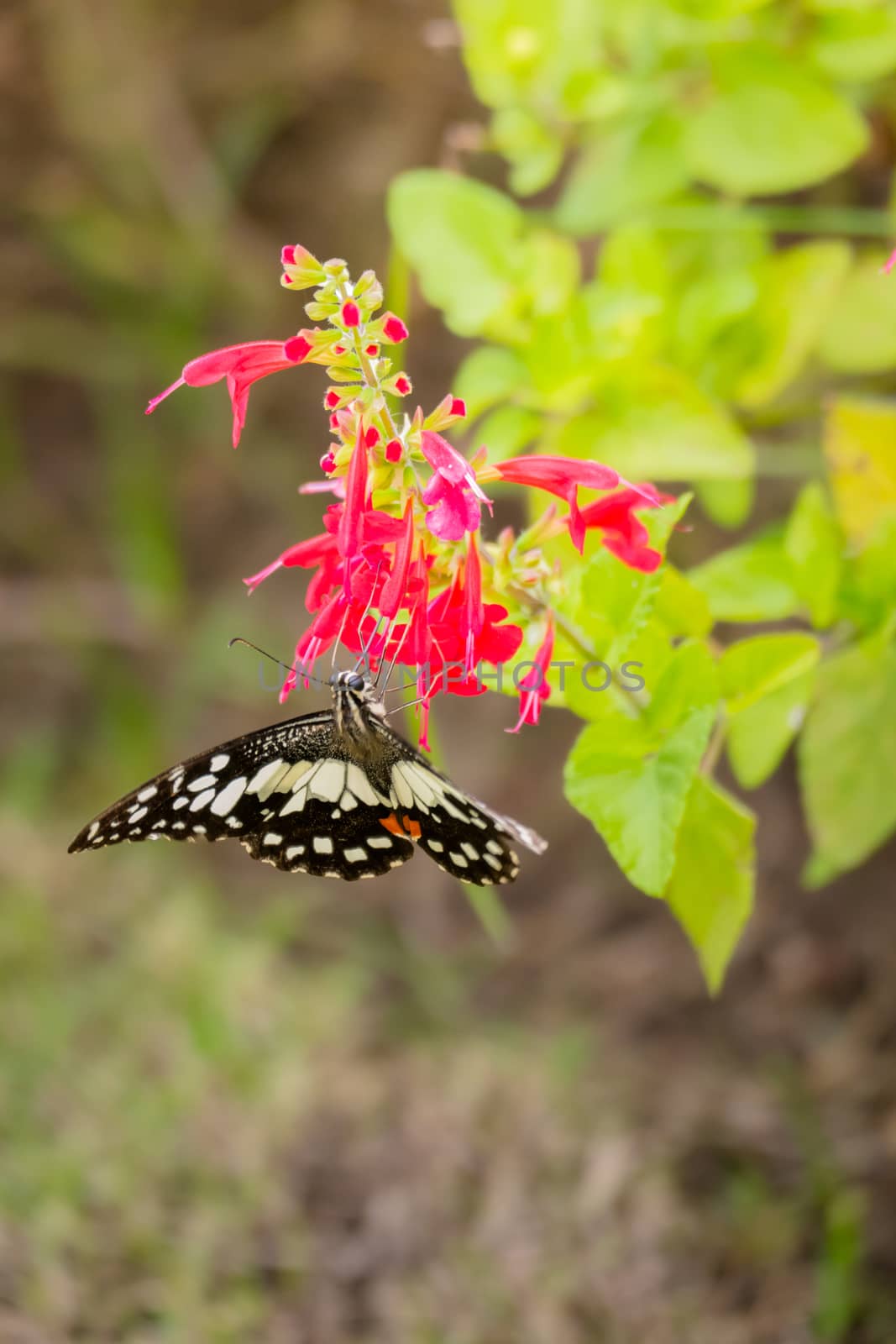 Beautiful Butterfly on Colorful Flower, nature background