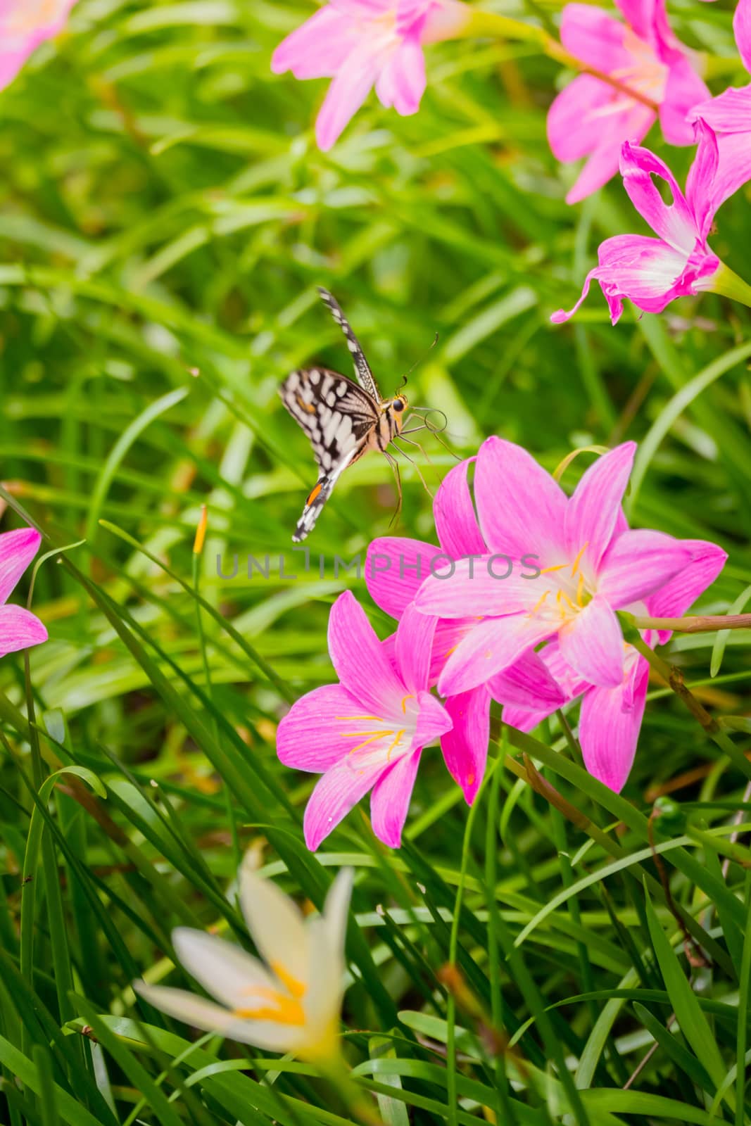 Beautiful Butterfly on Colorful Flower, nature background